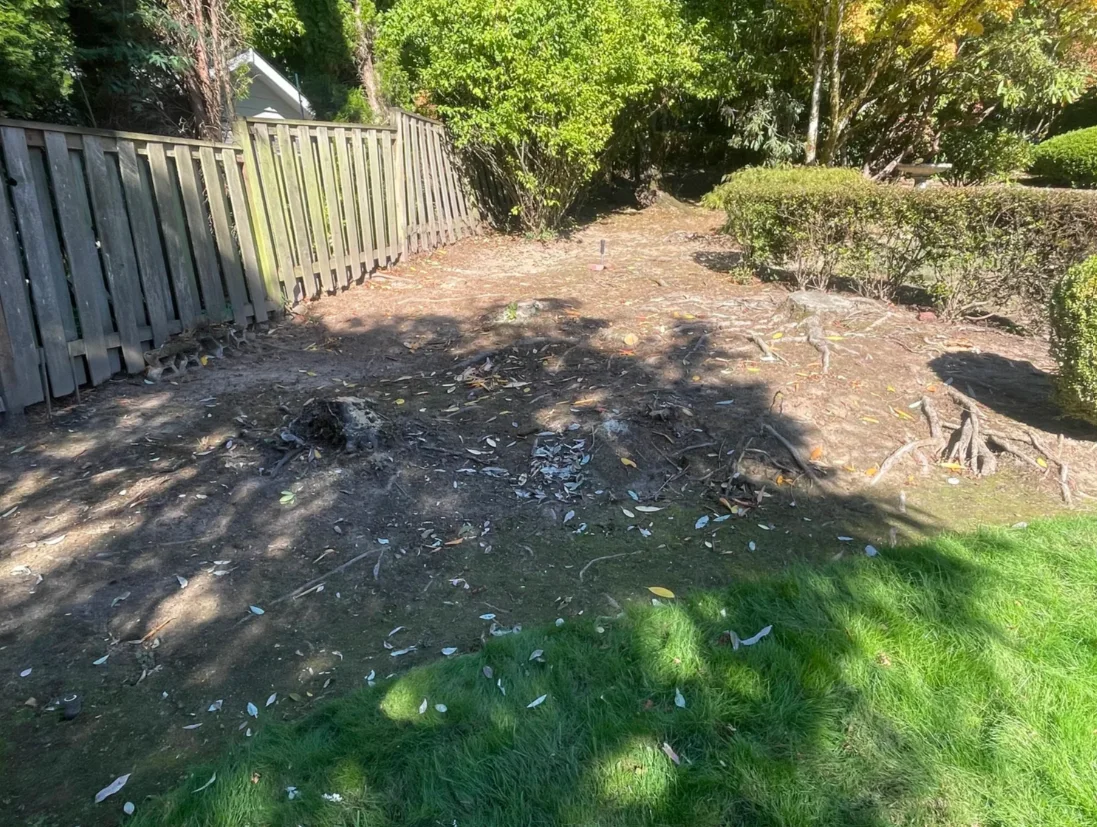 Backyard stump grinding, before stump grinding